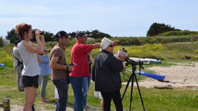 Vogelbeobachtungsausflug, eine Kulturerbe-Führung auf der Ile d'Yeu © OT Ile d'Yeu