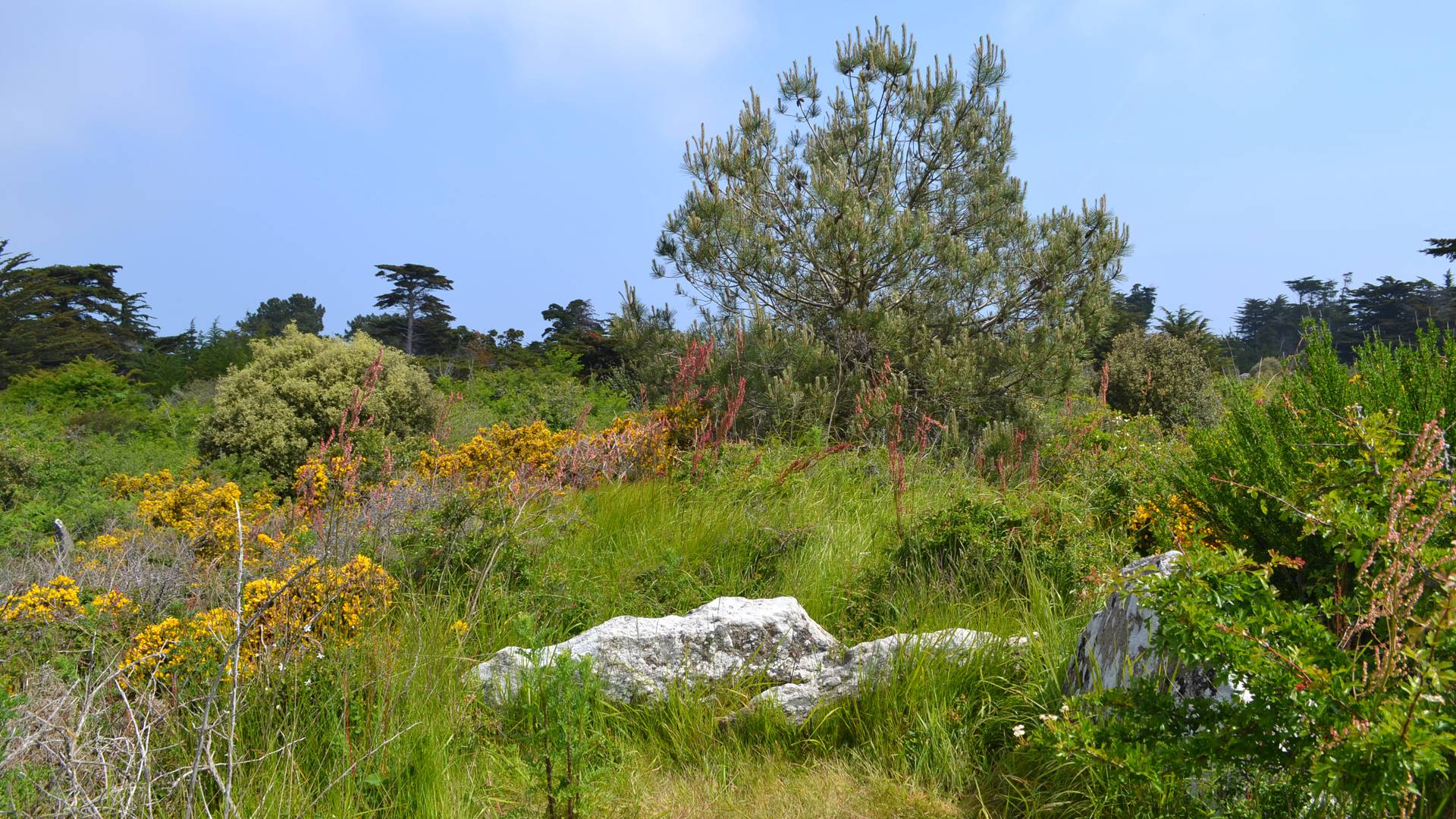 "Trémureau des Landes", Megalith, Ile d'Yeu